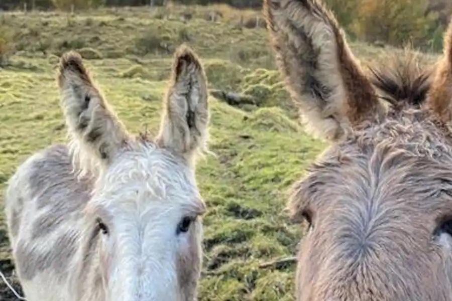 Meet the locals at Fernhill Valley Farm