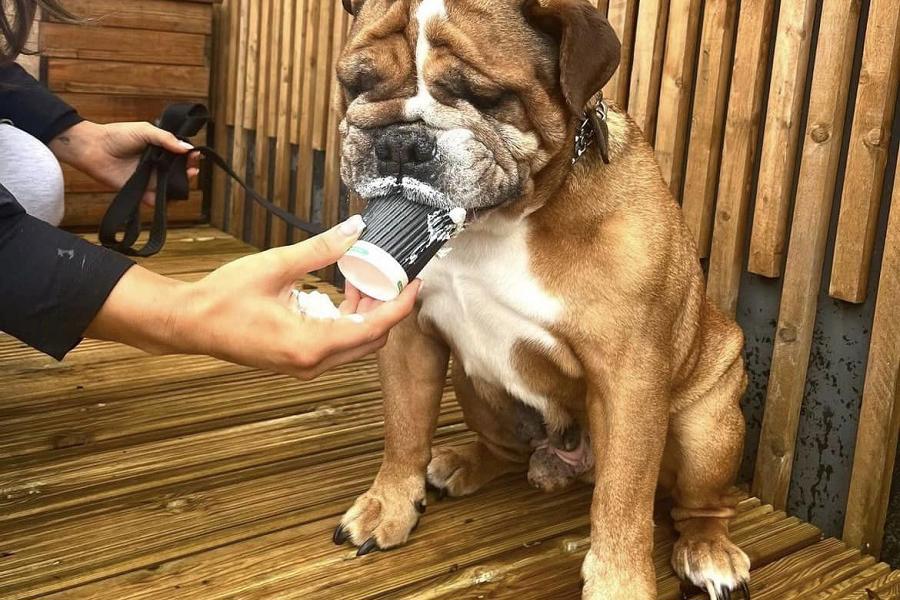 Puppachino